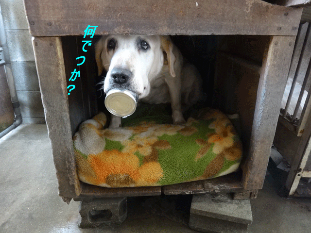 株式会社日食　愛犬ナナ　ゴールデン　ラブラドール　レトリバー　缶詰