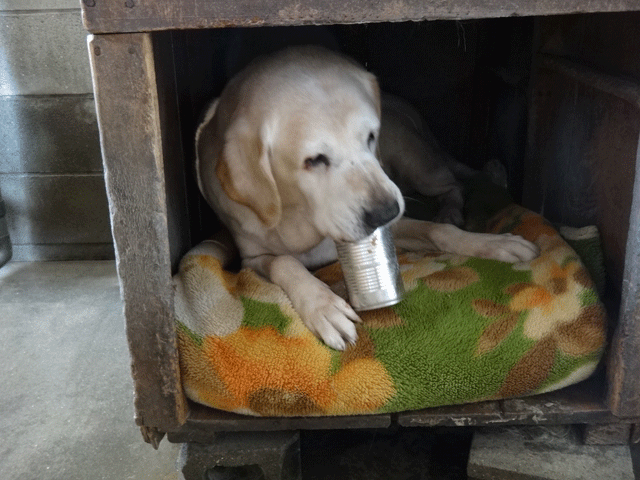 株式会社日食　愛犬ナナ　ゴールデン　ラブラドール　レトリバー　缶詰