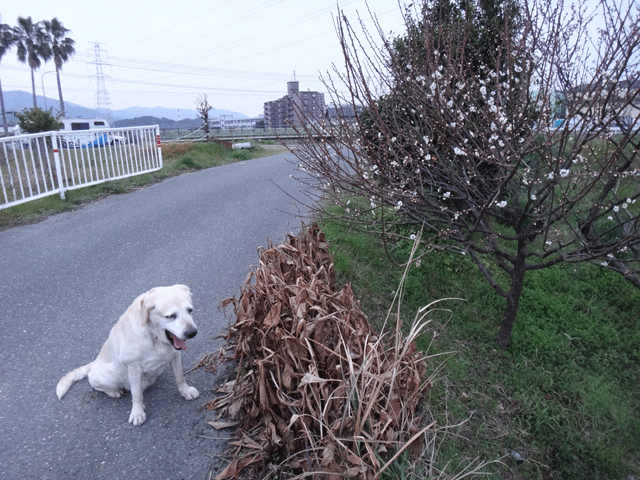 株式会社日食　愛犬ナナ　ゴールデン　ラブラドール　レトリバー　お散歩　梅の花