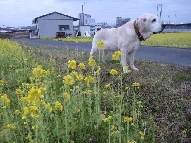 株式会社日食　愛犬ナナ　ゴールデン　ラブラドール　レトリバー　お散歩　菜の花