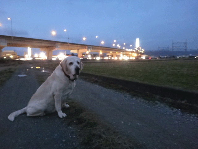 株式会社日食　愛犬ナナ　ゴールデン　ラブラドール　レトリバー　お散歩　菜の花