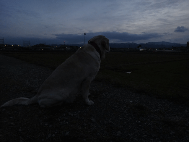 株式会社日食　愛犬ナナ　ゴールデン　ラブラドール　レトリバー　お散歩