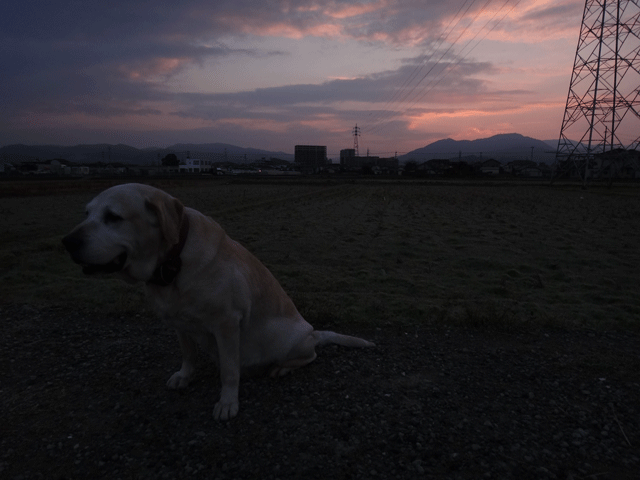 株式会社日食　愛犬ナナ　ゴールデン　ラブラドール　レトリバー　お散歩　朝焼け