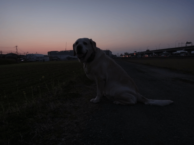 株式会社日食　愛犬ナナ　ゴールデン　ラブラドール　レトリバー　お散歩　夕暮れ