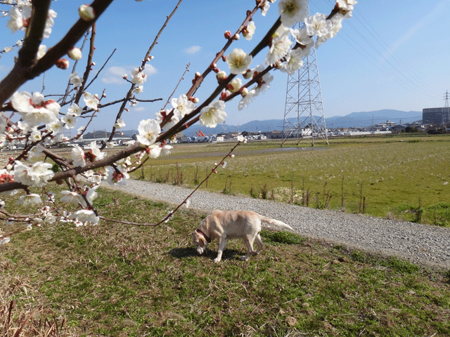 株式会社日食　愛犬ナナ　ゴールデン　ラブラドール　レトリバー　お散歩　梅の花