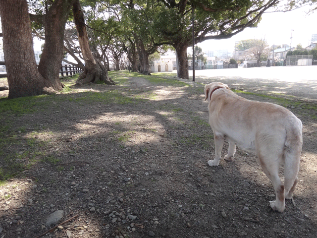 株式会社日食　愛犬ナナ　ゴールデン　ラブラドール　レトリバー　お散歩