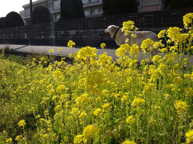 株式会社日食　愛犬ナナ　ゴールデン　ラブラドール　レトリバー　お散歩　菜の花