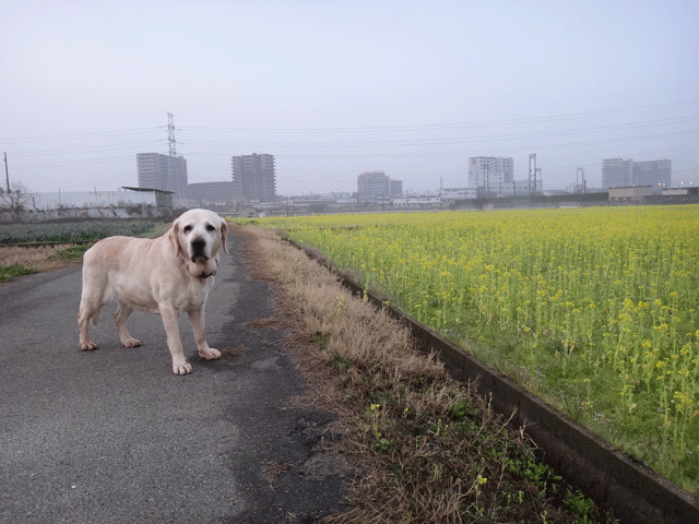 株式会社日食　愛犬ナナ　ゴールデン　ラブラドール　レトリバー　お散歩　菜の花