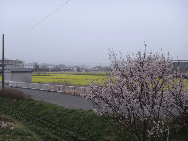 株式会社日食　朝の散歩　梅の花　菜の花