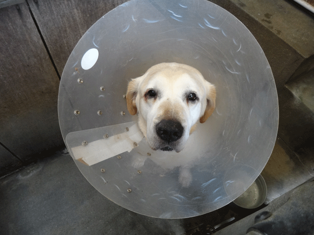 株式会社日食　愛犬ナナ　ゴールデン　ラブラドール　レトリバー 　エリザベスカラー