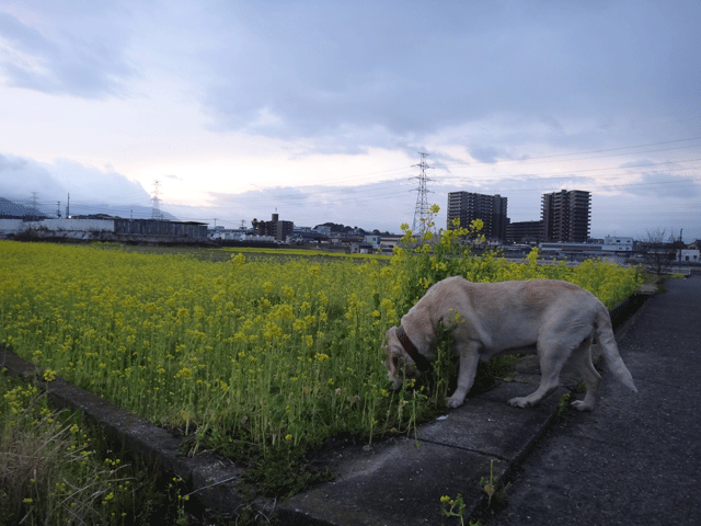 株式会社日食　愛犬ナナ　ゴールデン　ラブラドール　レトリバー　お散歩　菜の花