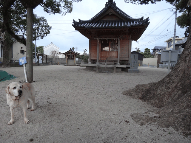 株式会社日食　愛犬ナナ　ゴールデン　ラブラドール　レトリバー　お散歩　伊賀薬師堂