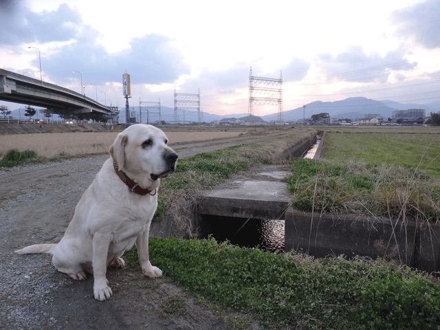 株式会社日食　愛犬ナナ　ゴールデン　ラブラドール　レトリバー　お散歩