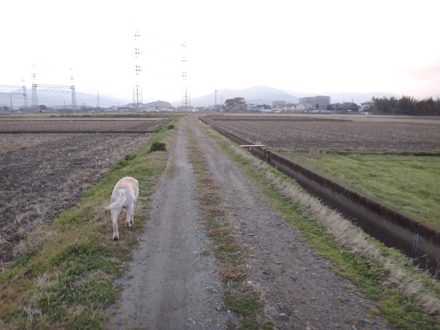 株式会社日食　愛犬ナナ　ゴールデン　ラブラドール　レトリバー　お散歩