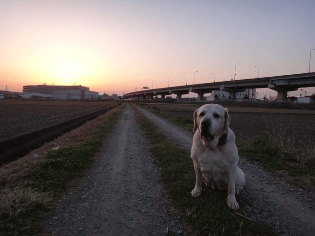 株式会社日食　愛犬ナナ　ゴールデン　ラブラドール　レトリバー 　お散歩　夕日