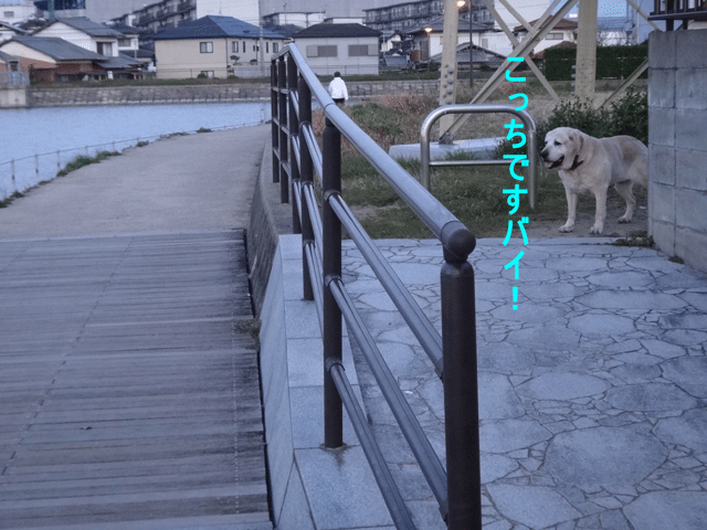 株式会社日食　愛犬ナナ　ゴールデン　ラブラドール　レトリバー 　お散歩
