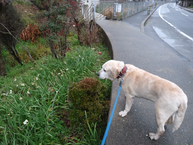 株式会社日食　愛犬ナナ　ゴールデン　ラブラドール　レトリバー 　お散歩