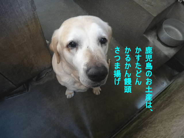 株式会社日食　愛犬ナナ　ゴールデン　ラブラドール　レトリバー