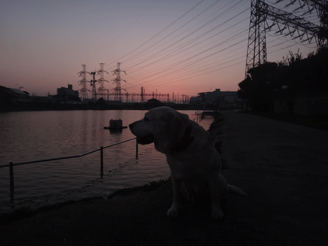 株式会社日食　愛犬ナナ　ゴールデン　ラブラドール　レトリバー　お散歩　夕日