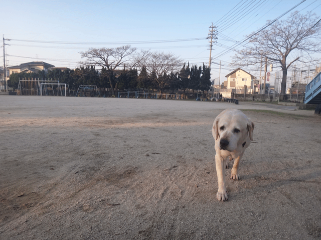 株式会社日食　愛犬ナナ　ゴールデン　ラブラドール　レトリバー　お散歩　