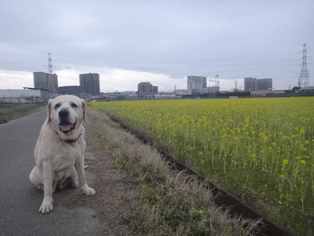 株式会社日食　愛犬ナナ　ゴールデン　ラブラドール　レトリバー　お散歩　菜の花