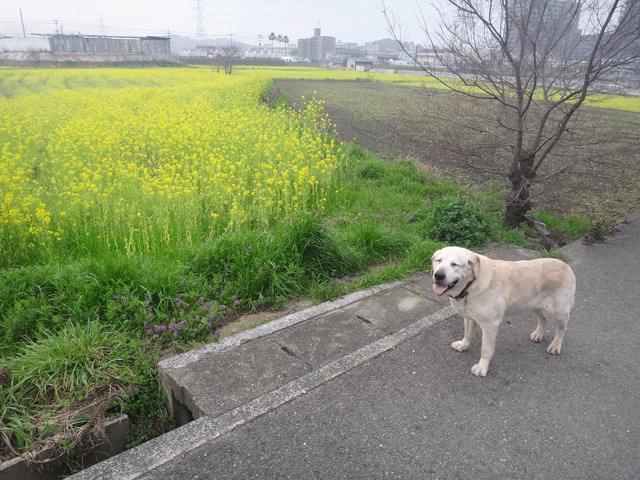 株式会社日食　愛犬ナナ　ゴールデン　ラブラドール　レトリバー　お散歩　菜の花