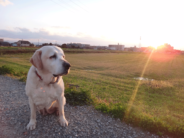 株式会社日食　愛犬ナナ　ゴールデン　ラブラドール　レトリバー　お散歩　夕日