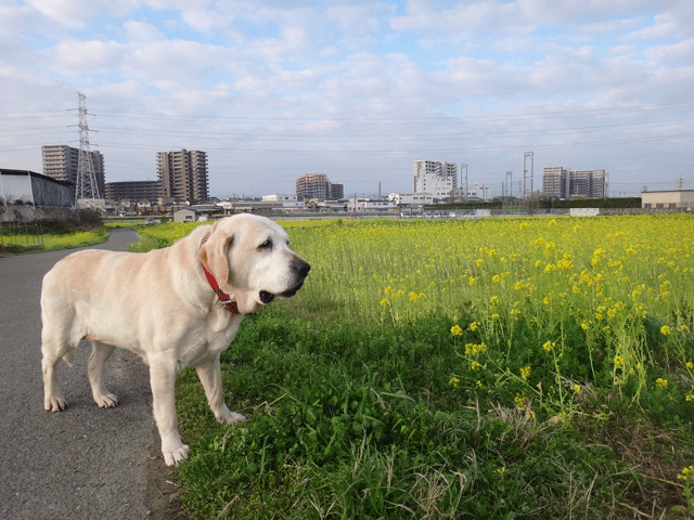 株式会社日食　愛犬ナナ　ゴールデン　ラブラドール　レトリバー　お散歩　菜の花