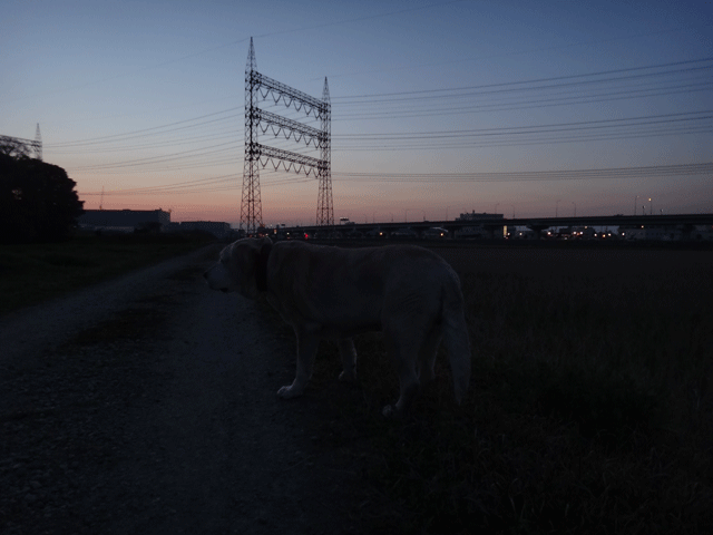 株式会社日食　愛犬ナナ　ゴールデン　ラブラドール　レトリバー　お散歩　夕日