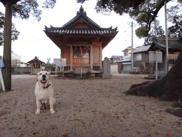 株式会社日食　愛犬ナナ　ゴールデン　ラブラドール　レトリバー　お散歩　伊賀薬師堂