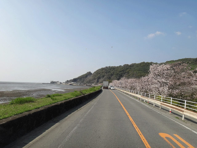 株式会社日食　国道５０１号線　熊本県熊本市西区松尾町　有明海　桜並木