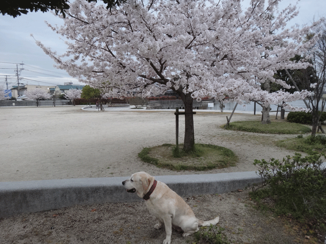 株式会社日食　愛犬ナナ　ゴールデン　ラブラドール　レトリバー　お散歩　桜が満開