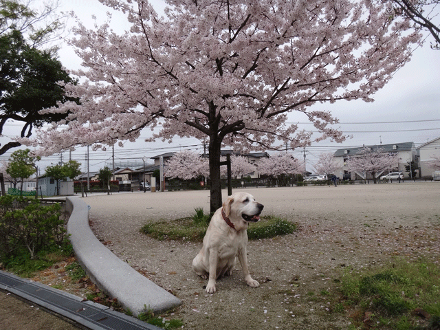 株式会社日食　愛犬ナナ　ゴールデン　ラブラドール　レトリバー　お散歩　桜が満開