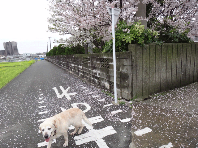 株式会社日食　愛犬ナナ　ゴールデン　ラブラドール　レトリバー　お散歩　桜が満開