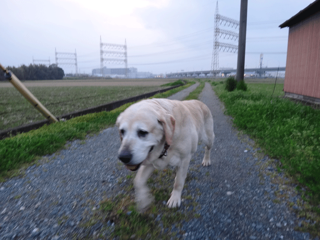 株式会社日食　愛犬ナナ　ゴールデン　ラブラドール　レトリバー　お散歩