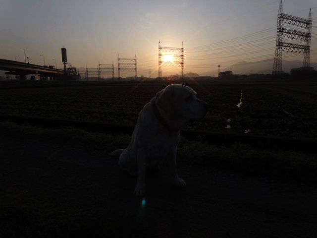 株式会社日食　愛犬ナナ　ゴールデン　ラブラドール　レトリバー　お散歩　日の出