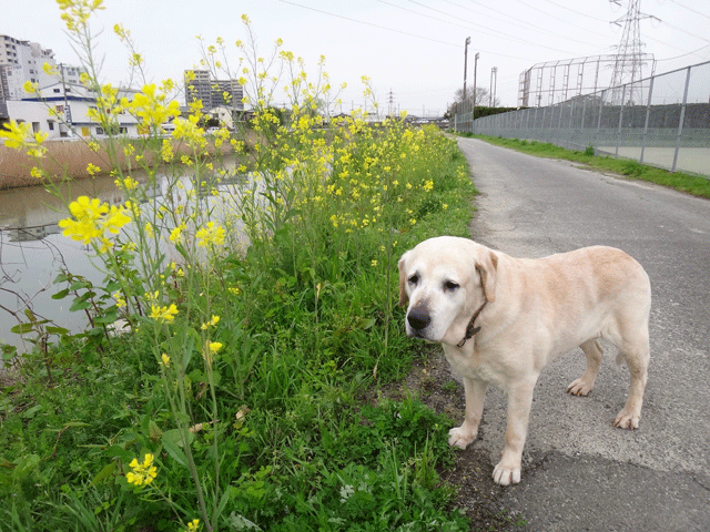 株式会社日食　愛犬ナナ　ゴールデン　ラブラドール　レトリバー　お散歩　セイヨウカラシナ