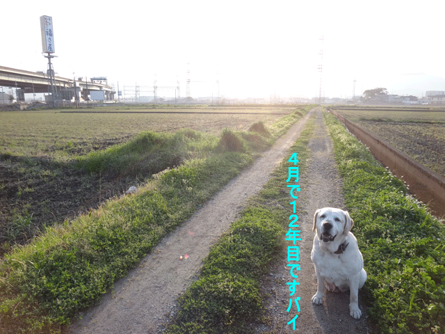 株式会社日食　愛犬ナナ　ゴールデン　ラブラドール　レトリバー　お散歩