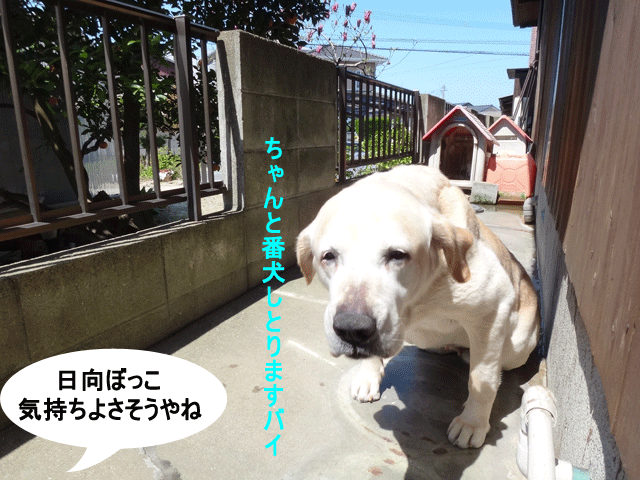 株式会社日食　愛犬ナナ　ゴールデン　ラブラドール　レトリバー