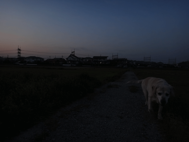 株式会社日食　愛犬ナナ　ゴールデン　ラブラドール　レトリバー　お散歩