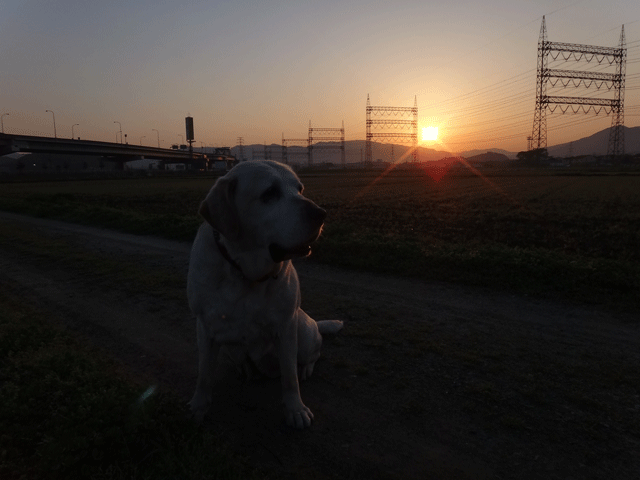 株式会社日食　愛犬ナナ　ゴールデン　ラブラドール　レトリバー　お散歩　日の出