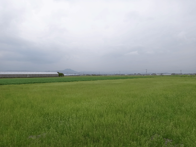 株式会社日食　熊本市東区画図町　産地特選米　２５年産　特別栽培米　ヒノヒカリ　ＪＡ熊本市　画図支店　田んぼ