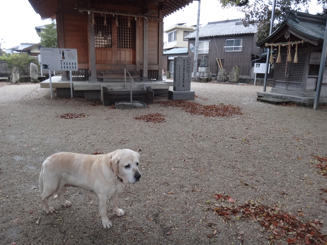 株式会社日食　愛犬ナナ　ゴールデン　ラブラドール　レトリバー　お散歩