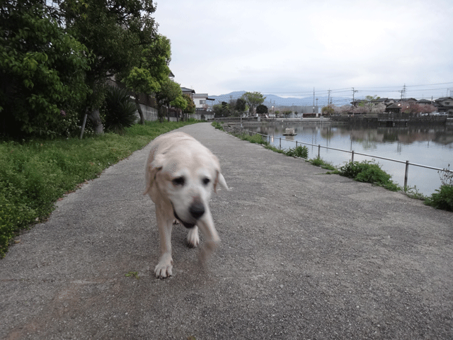 株式会社日食　愛犬ナナ　ゴールデン　ラブラドール　レトリバー　お散歩