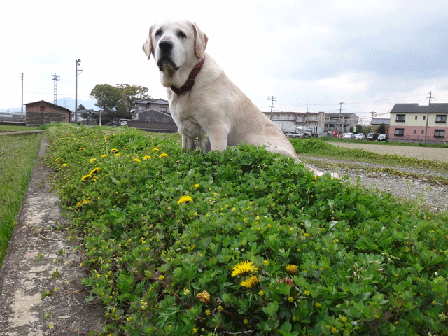 株式会社日食　愛犬ナナ　ゴールデン　ラブラドール　レトリバー　お散歩　タンポポ