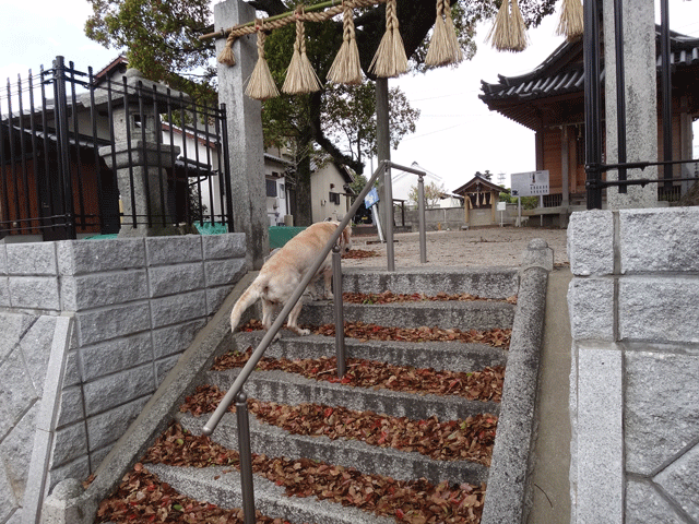 株式会社日食　愛犬ナナ　ゴールデン　ラブラドール　レトリバー　お散歩　伊賀薬師堂