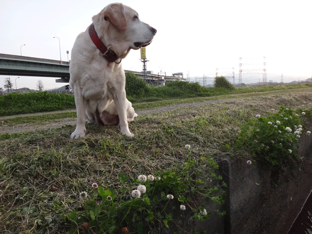 株式会社日食　愛犬ナナ　ゴールデン　ラブラドール　レトリバー　お散歩　シロツメクサ