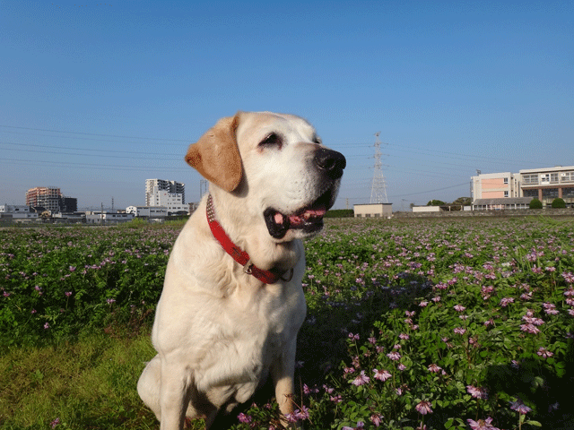 株式会社日食　愛犬ナナ　ゴールデン　ラブラドール　レトリバー　お散歩　レンゲソウ