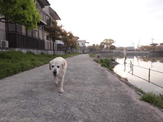 株式会社日食　愛犬ナナ　ゴールデン　ラブラドール　レトリバー　お散歩