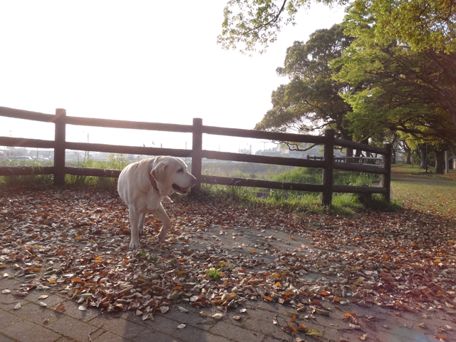 株式会社日食　愛犬ナナ　ゴールデン　ラブラドール　レトリバー　お散歩